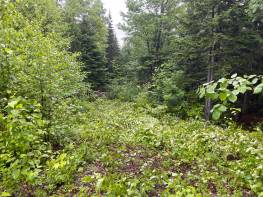 Details - Lot and land for sale (Code PR852)