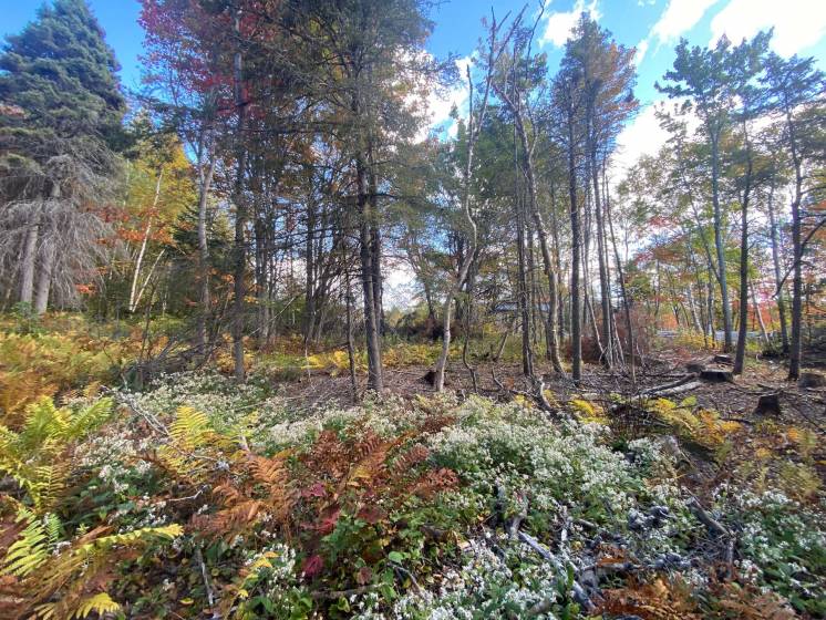 6 - Lot and land for sale, Saint-Siméon (Code - ss074, Charlevoix)
