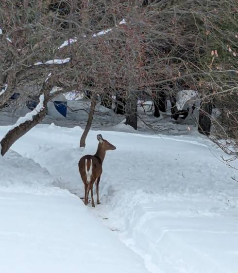 6 - Maison à vendre, Baie-Saint-Paul (Code - sp912, Charlevoix)