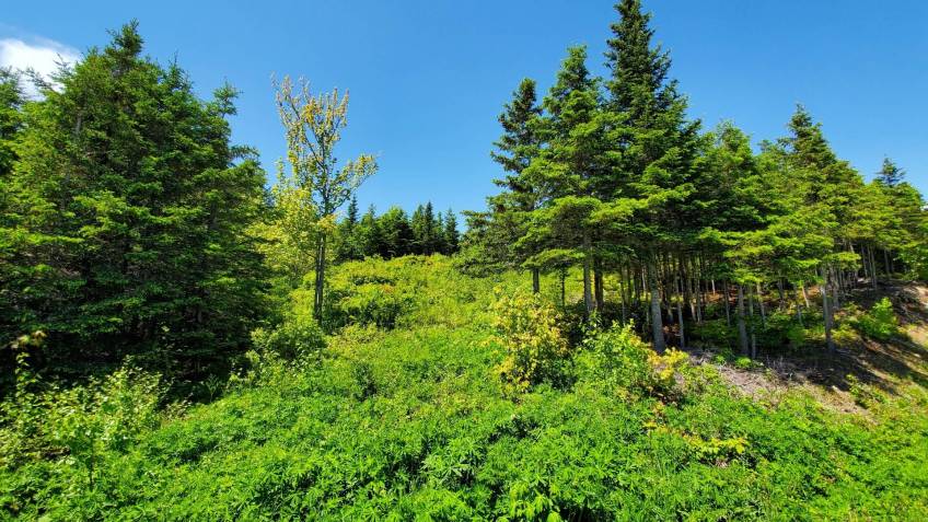 9 - Lot and land for sale, Les Éboulements (Code - eb282, Charlevoix)