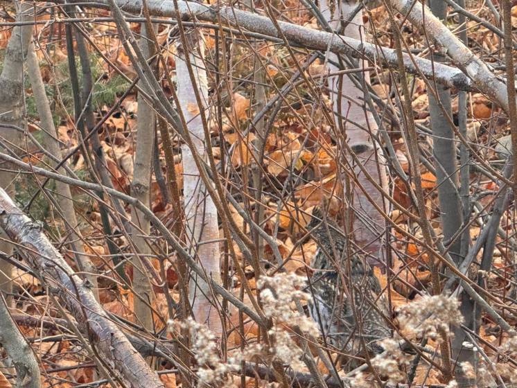 4 - Lot and land for sale, Petite-Rivière-Saint-François (Code - pr789, Charlevoix)