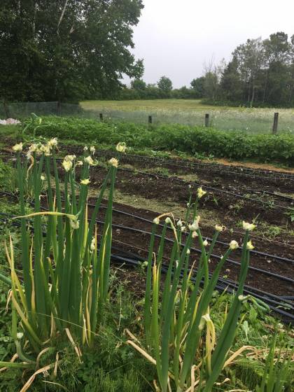 33 - House for sale, Saint-Irénée (Code - si179, Charlevoix)