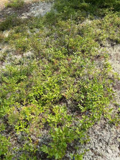 4 - Lot and land for sale, Saint-Siméon (Code - ss070, Charlevoix)