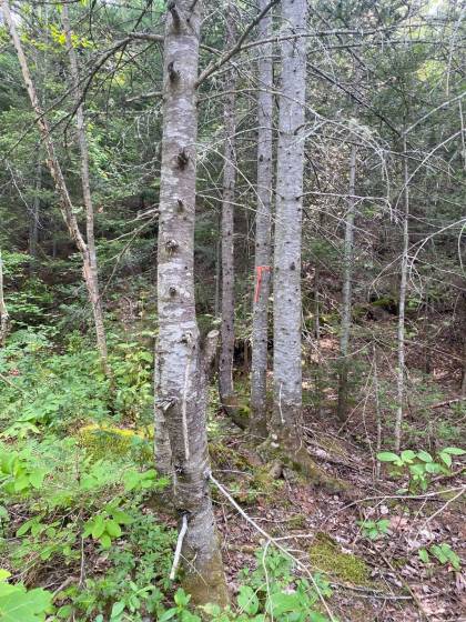 5 - Lot and land for sale, Saint-Siméon (Code - ss070, Charlevoix)